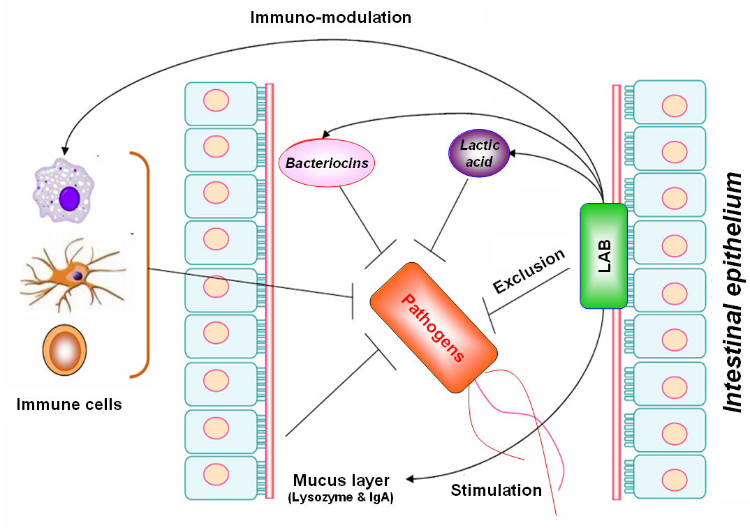 Figure. Beneficial Mechanisms of Lactic Acid Bacteria.